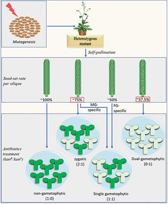 Fertilization-Defective Gametophytic Mutant Screening: A Novel Approach